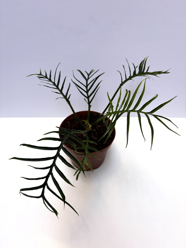 Philodendron Tortum — imagen 1