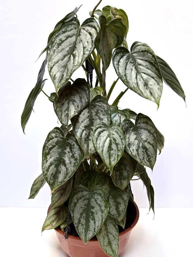 Philodendron Brandtianum