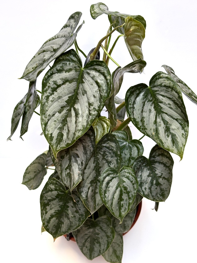Philodendron Brandtianum
