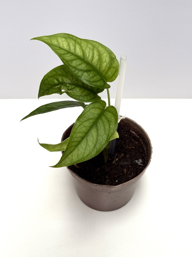 Monstera Siltepecana