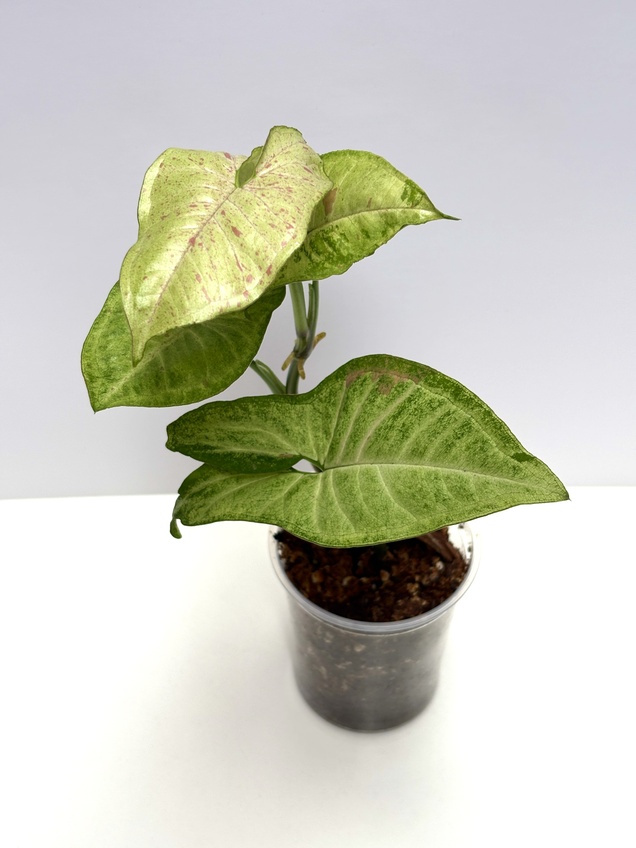 Syngonium Confetti Tricolor