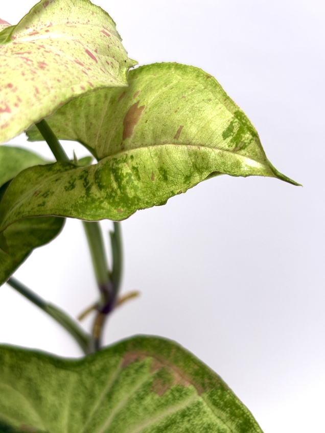 Syngonium Confetti Tricolor