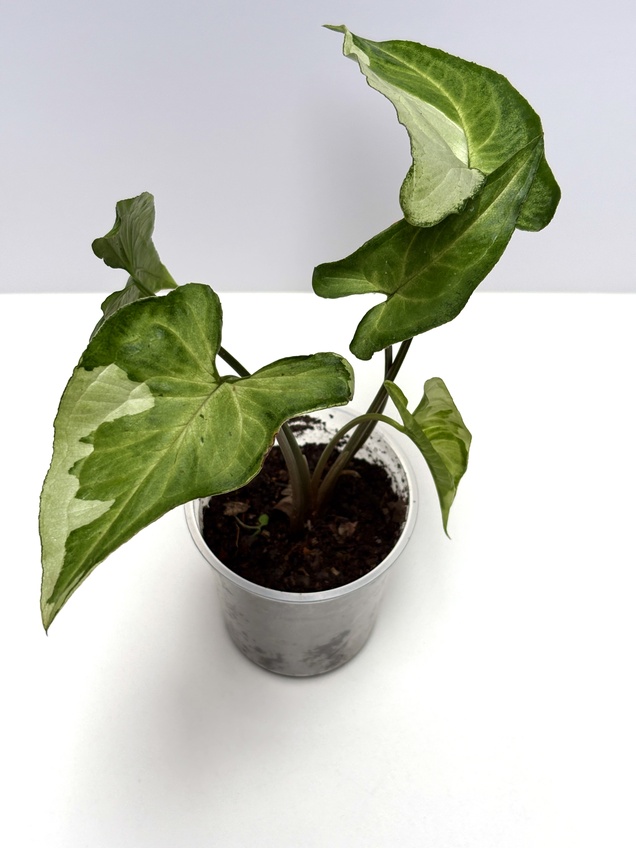 Syngonium Three Kings