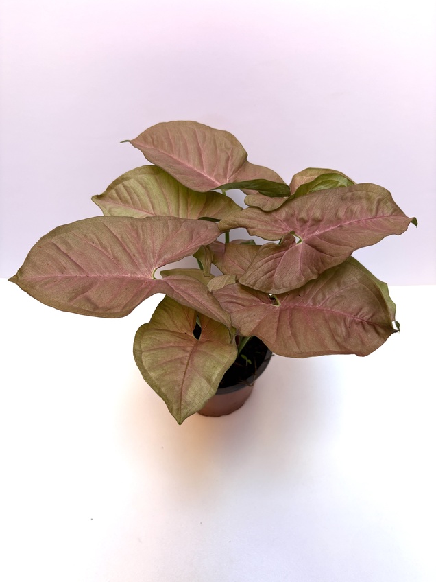 Syngonium Pink