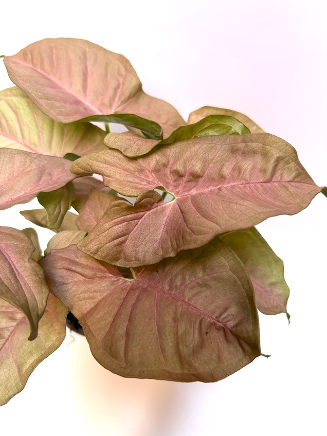 Syngonium Pink