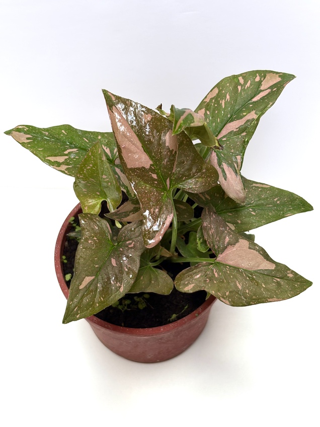 Syngonium Pink Splash