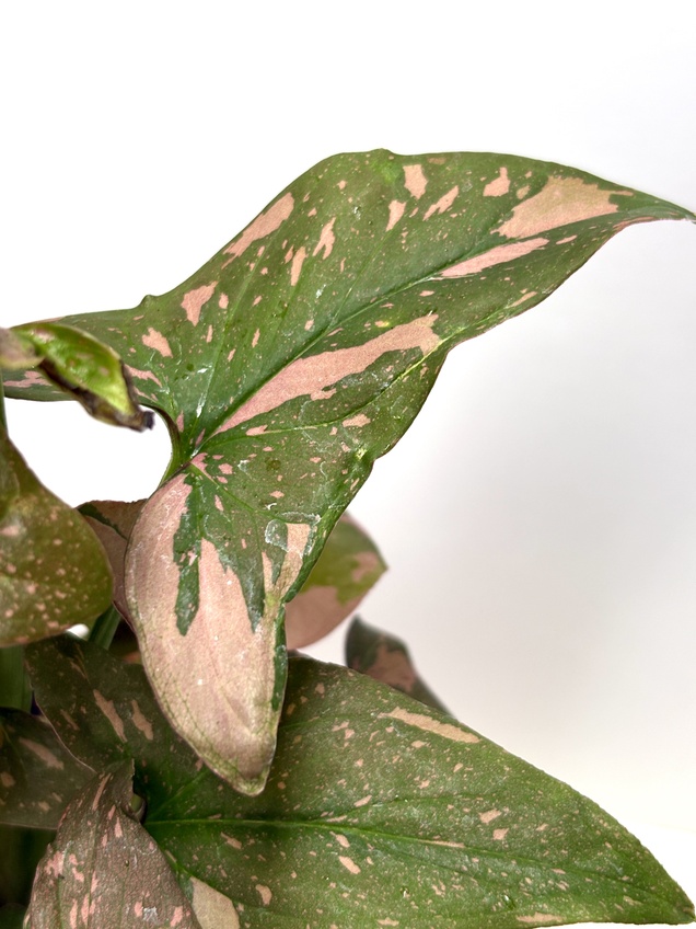 Syngonium Pink Splash