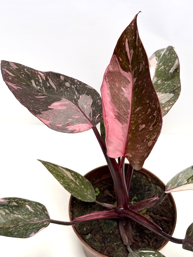Philodendron Pink Princess