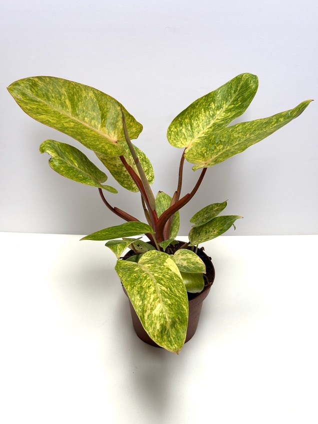 Philodendron Painted Lady