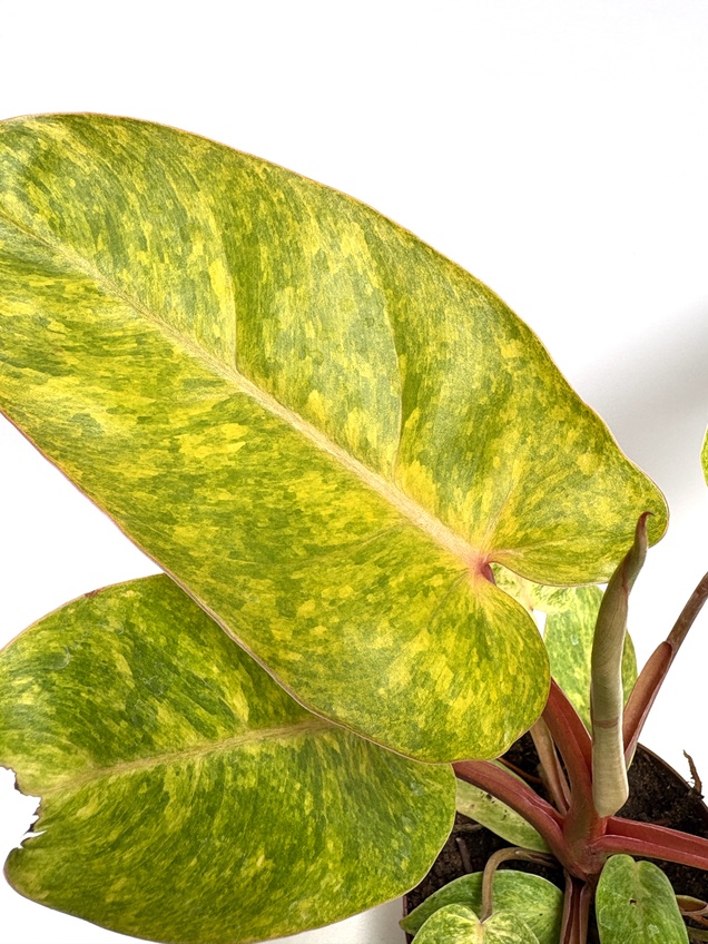 Philodendron Painted Lady