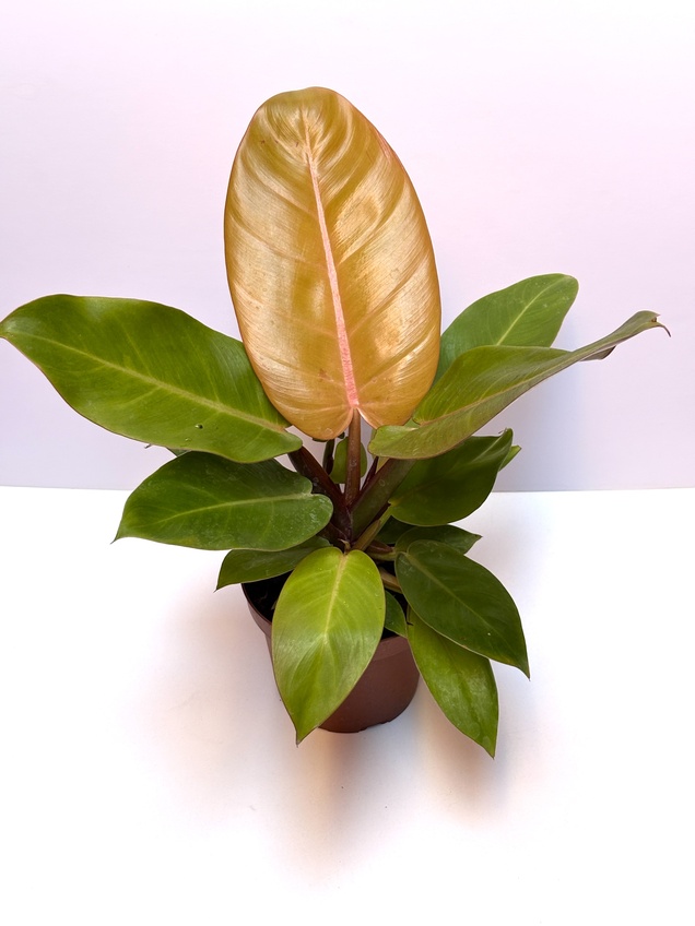 Philodendron Prince of Orange