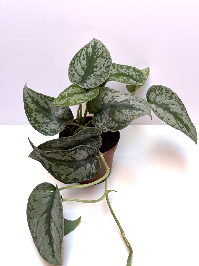 Scindapsus Pictus Exótica — imagen 1