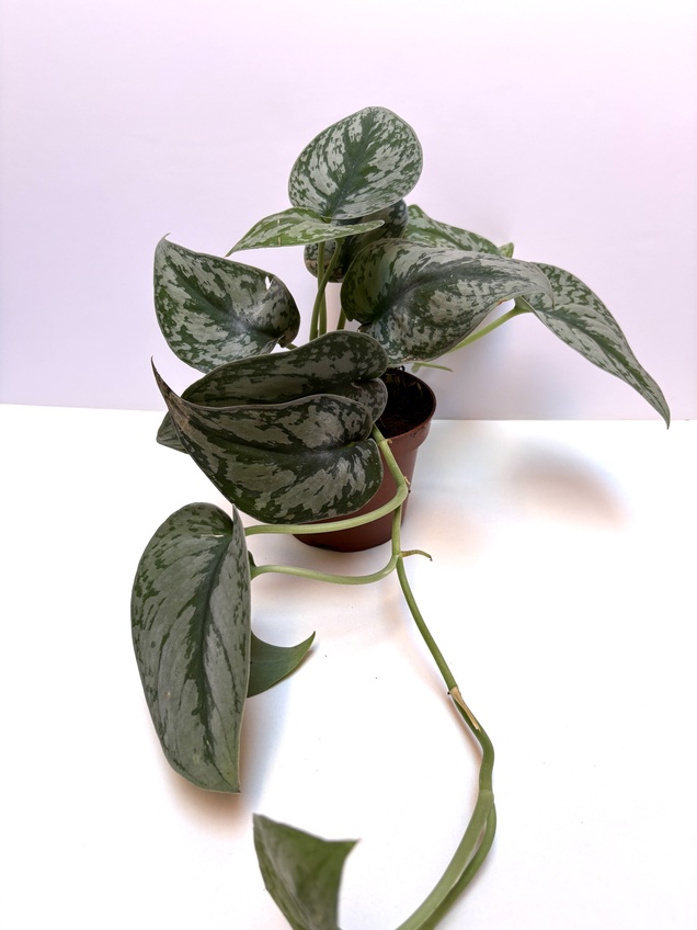 Scindapsus Pictus Exótica — imagen 2