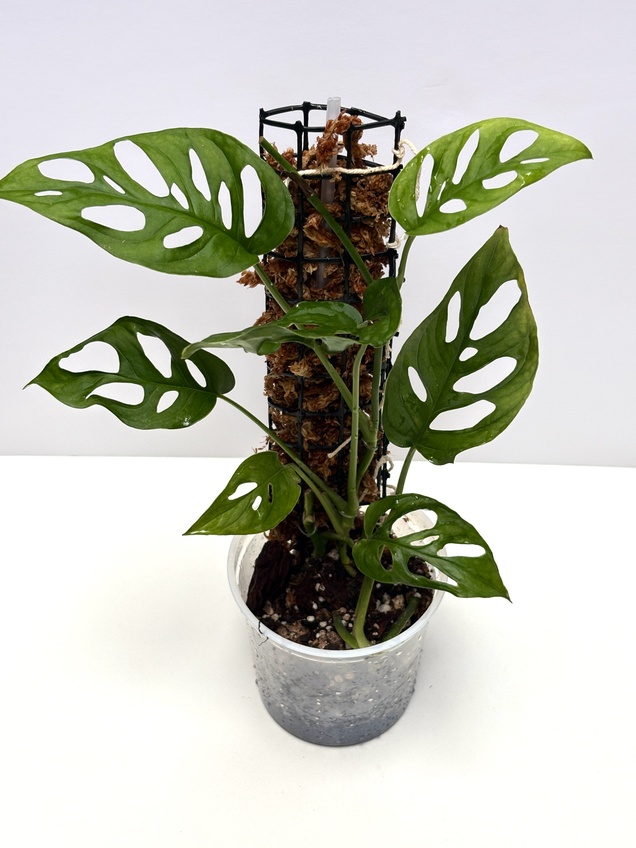 Monstera Adansoni