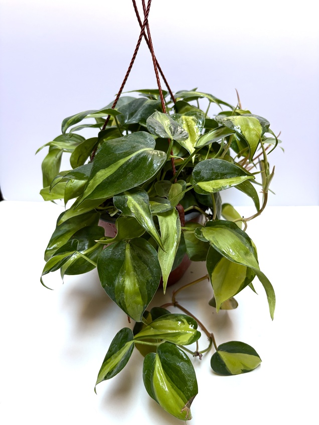 Philodendron Brasil