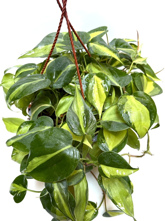 Philodendron Brasil — imagen 2