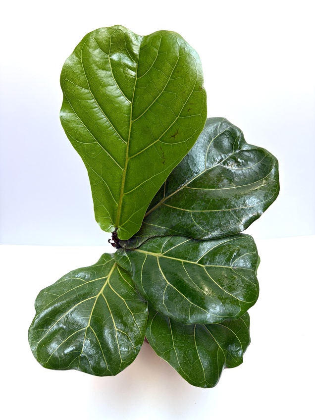 Ficus Pandurata