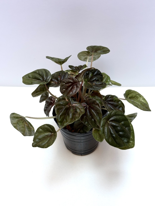 Peperomia Variegada
