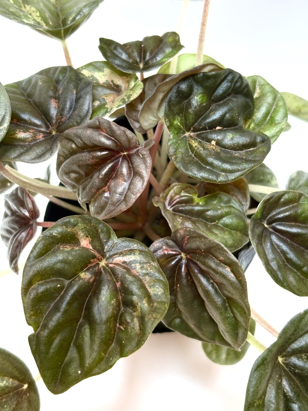 Peperomia Variegada