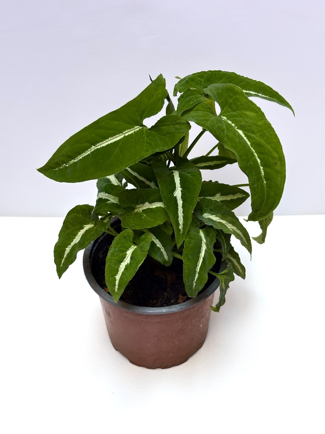 Syngonium Wendlandii