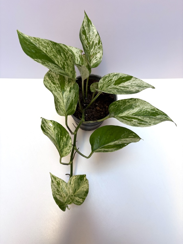 Potus Marble Queen