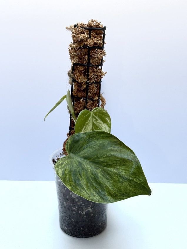 Philodendron Hederaceum Variegado