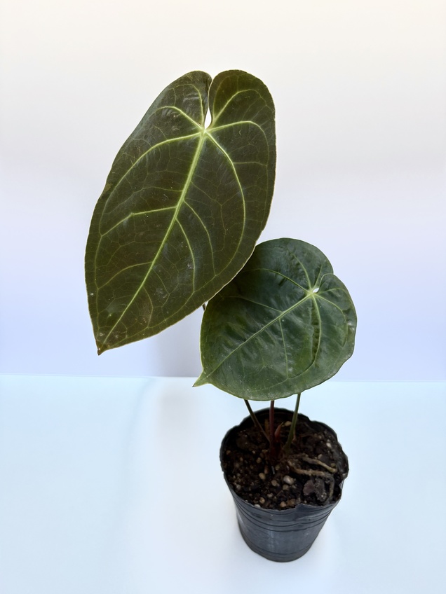 Anthurium Magnificum Híbrido
