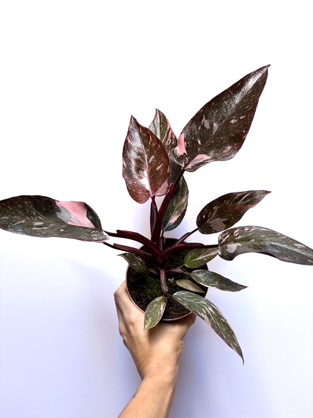 Philodendron Pink Princess