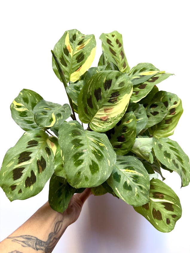 Maranta Leuconera Variegada