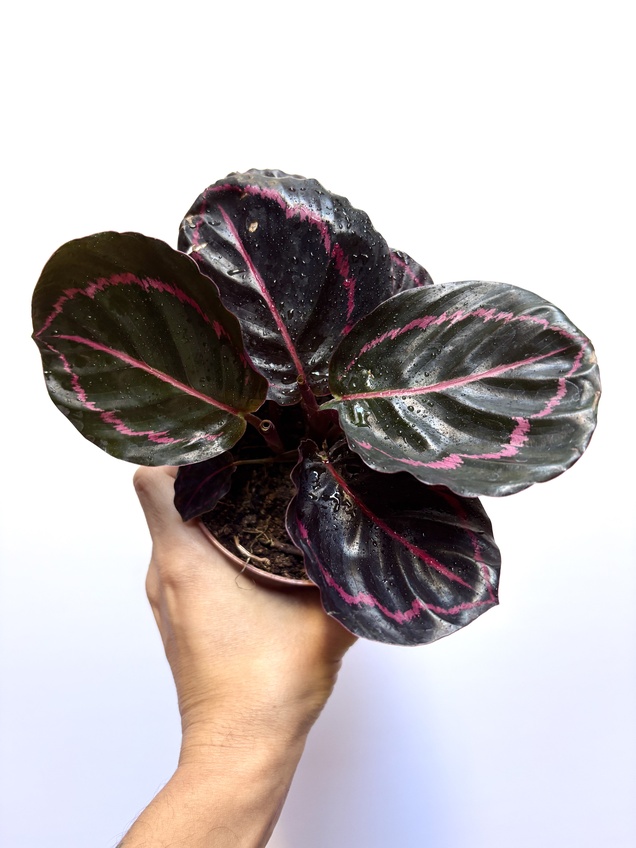 Calathea Roseopicta Dottie