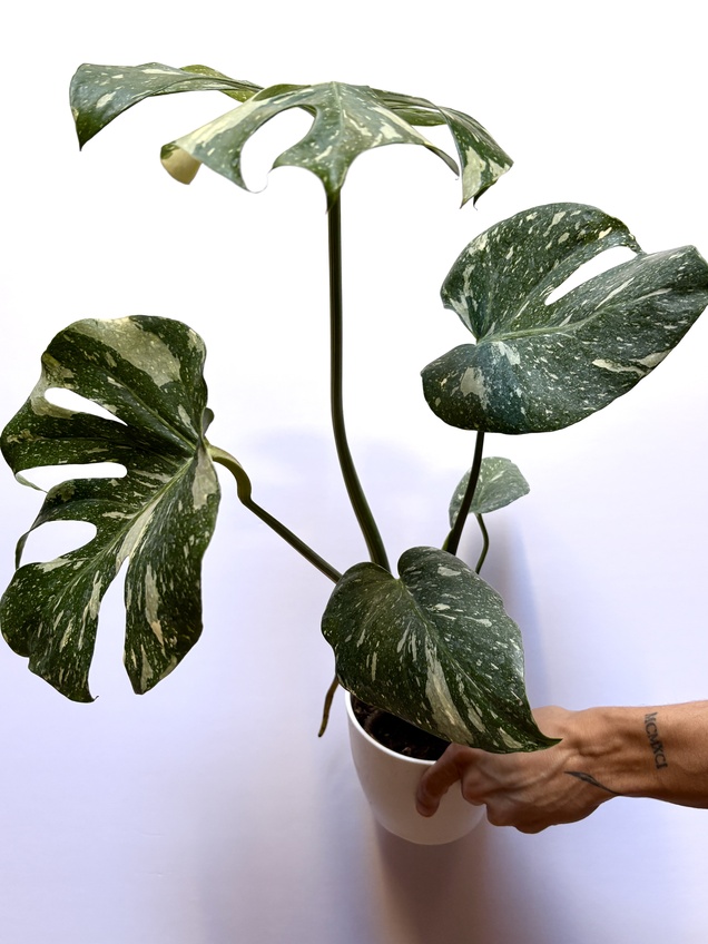 Monstera Thai Constellation