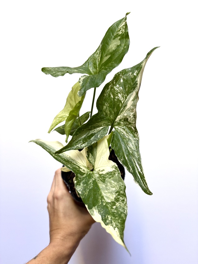 Syngonium Albo Variegado