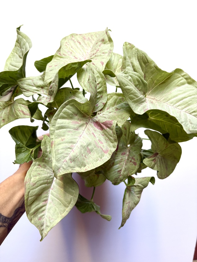 Syngonium Milk Confetti — imagen 1
