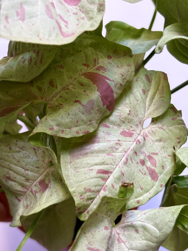 Syngonium Milk Confetti — imagen 2