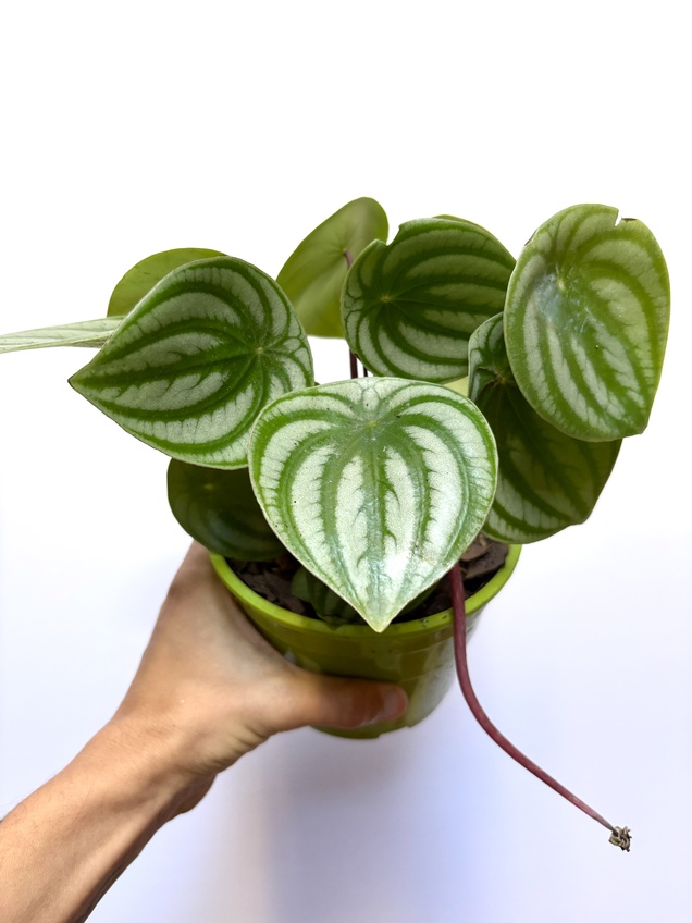 Peperomia Argyreia