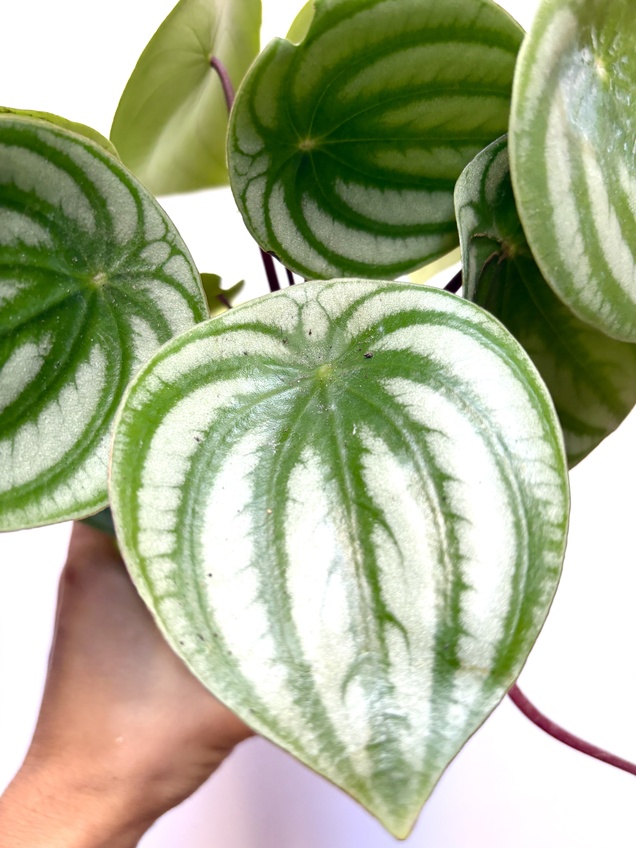Peperomia Argyreia — imagen 2