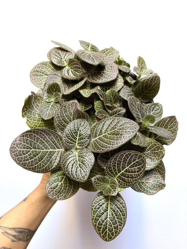 Fitonia Rosa