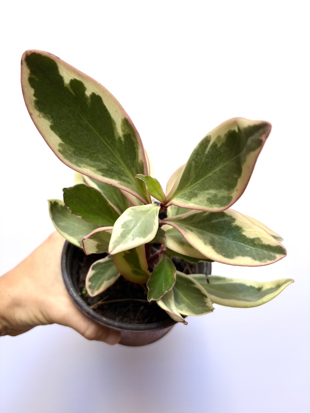 Peperomia Tricolor