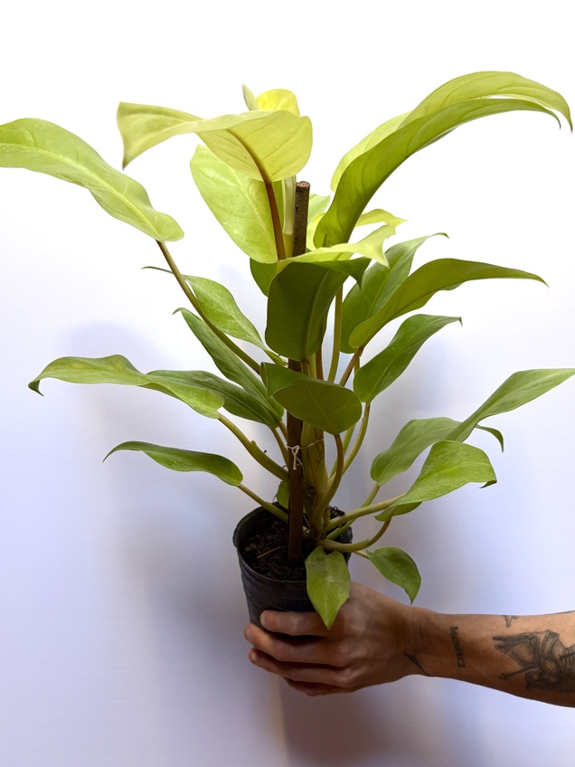 Philodendron Lemon