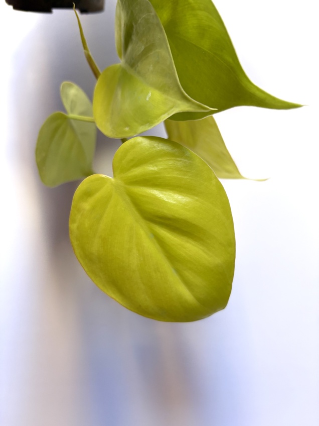 Philodendron Hederaceum Lemon — imagen 2