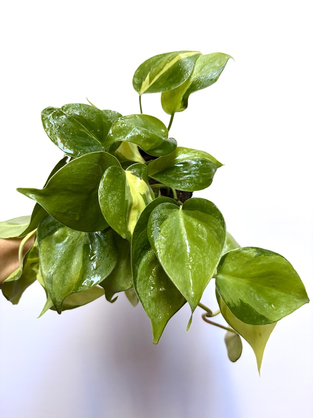 Philodendron Hederaceum Brasil
