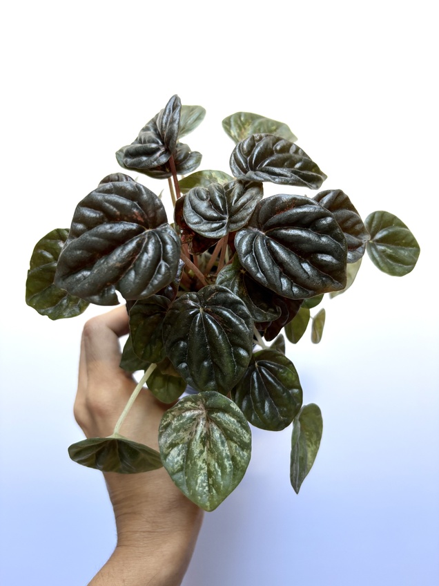 Peperomia Variegada