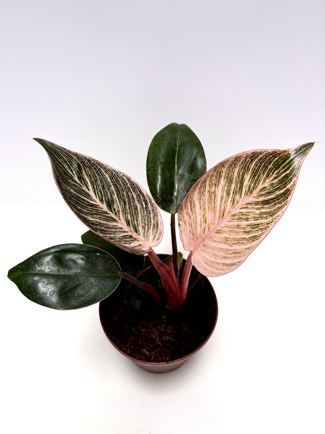 Philodendron Birkin Pink