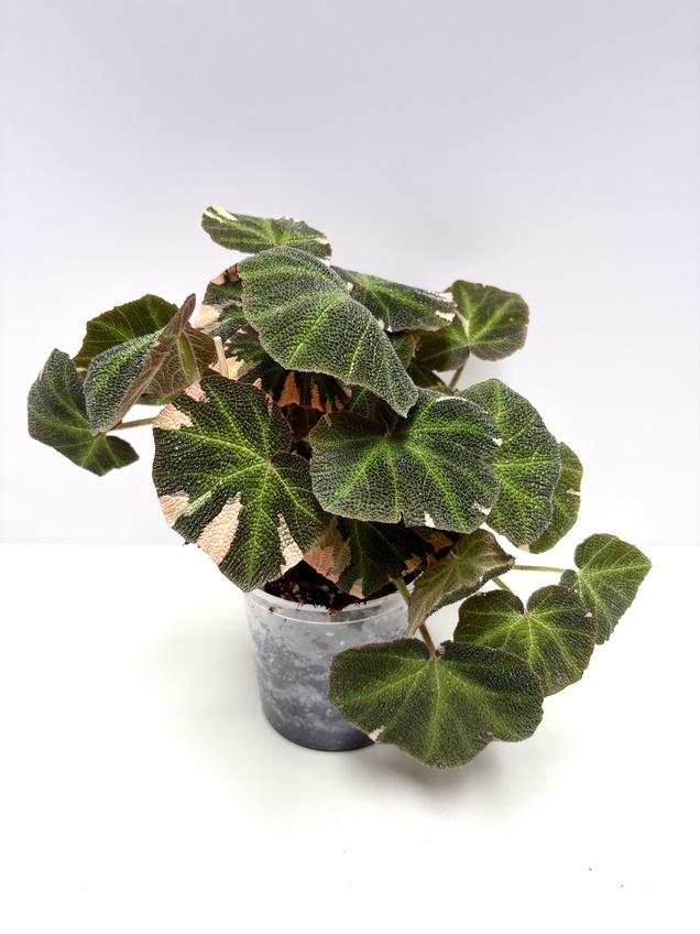 Begonia Brasil Variegada