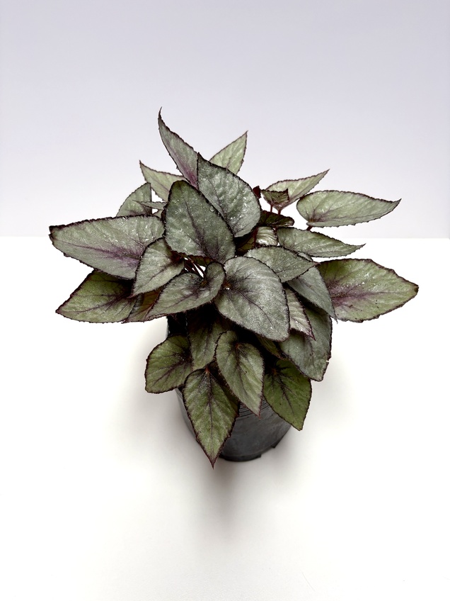 Begonia Maori Haze