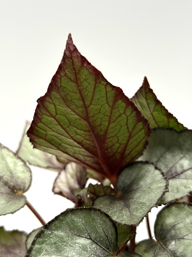 Begonia Maori Haze — imagen 2