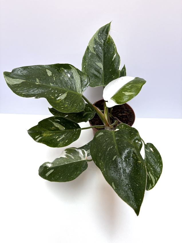 Philodendron White Princess
